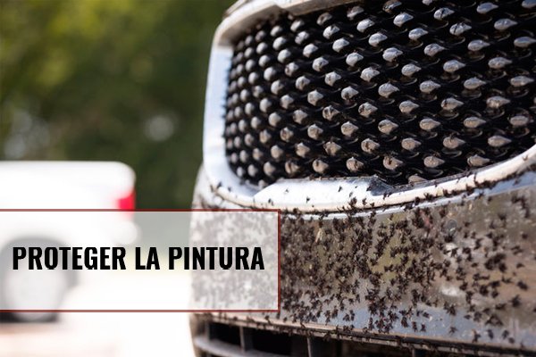 ¿Cómo proteger la pintura de tu coche de los insectos?
